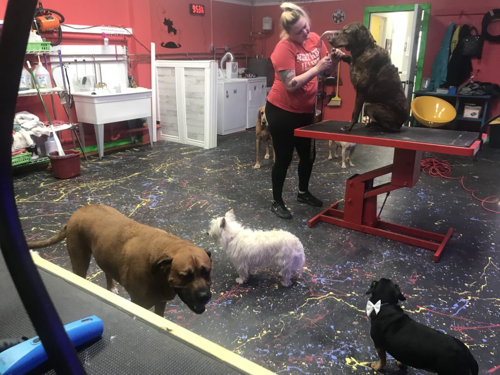 The Salon All Star Pet Grooming
