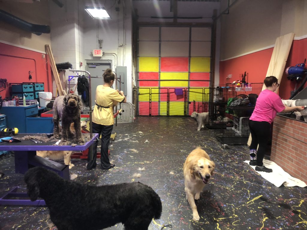 About Us All Star Pet Grooming